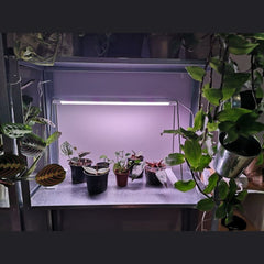 Wewnętrzna lampa LED do uprawy roślin Light Stand - eshop LEDVANCE 4058075576193